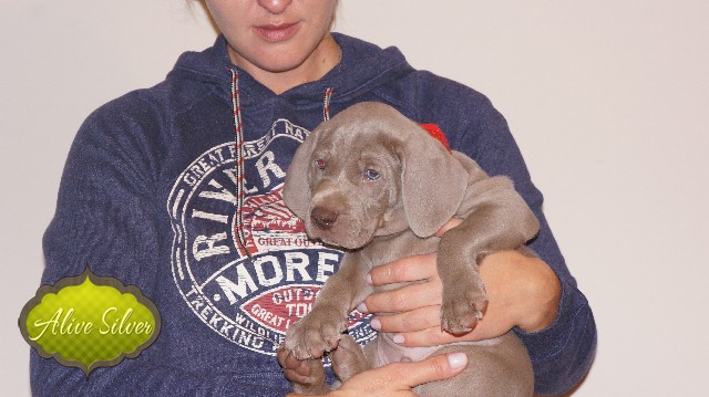 Miot A — Puppies Weimaraners Litter A/40 Days
