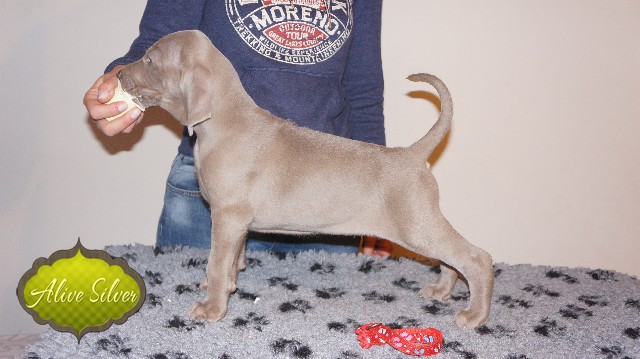 Miot A — Puppies Weimaraners Litter A/40 Days