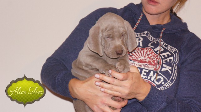 Miot A — Puppies Weimaraners Litter A/40 Days