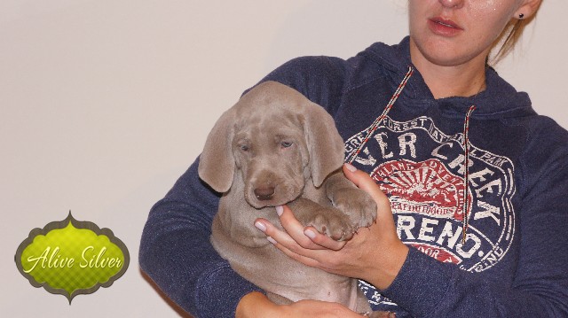 Miot A — Puppies Weimaraners Litter A/40 Days