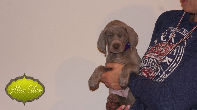Miot A — Puppies Weimaraners Litter A/40 Days