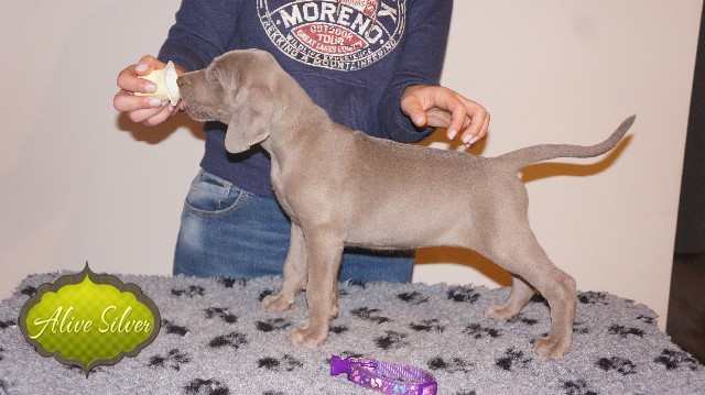 Miot A — Puppies Weimaraners Litter A/40 Days