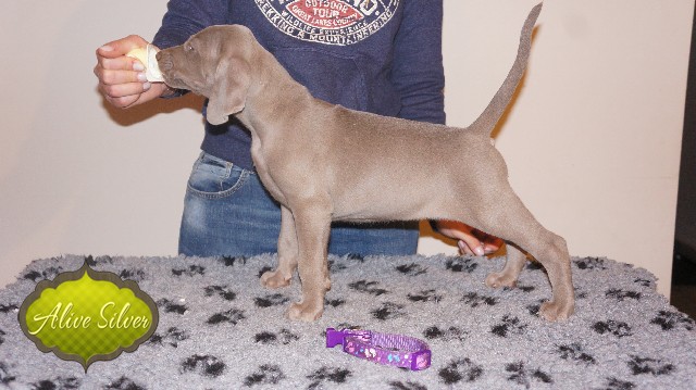 Miot A — Puppies Weimaraners Litter A/40 Days