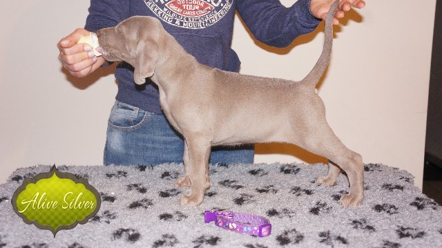 Miot A — Puppies Weimaraners Litter A/40 Days