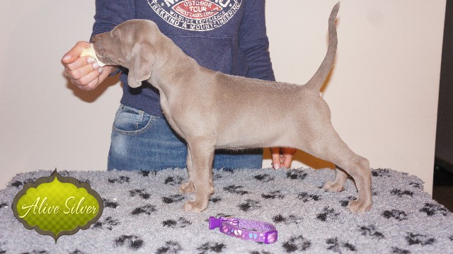 Miot A — Puppies Weimaraners Litter A/40 Days