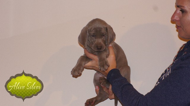 Miot A — Puppies Weimaraners Litter A/40 Days