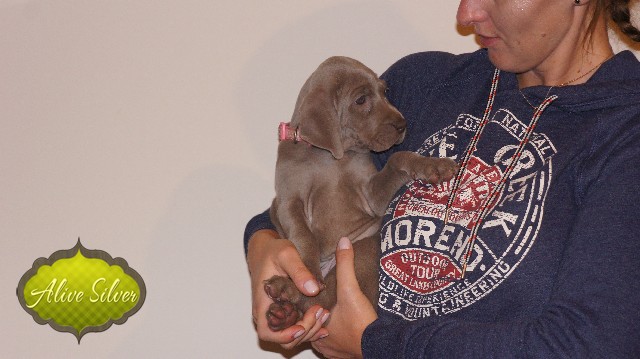 Miot A — Puppies Weimaraners Litter A/40 Days