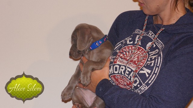 Miot A — Puppies Weimaraners Litter A/40 Days