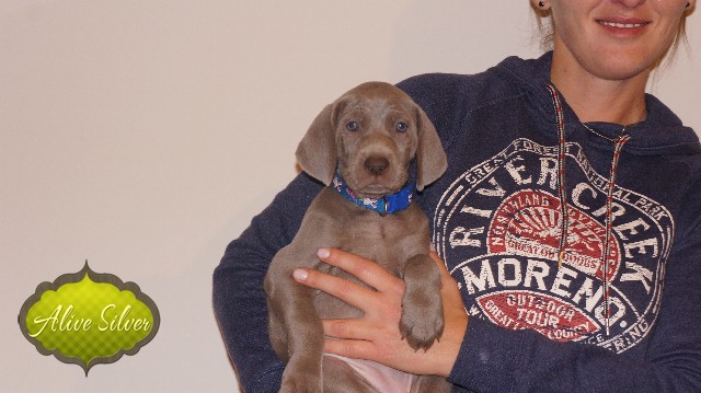 Miot A — Puppies Weimaraners Litter A/40 Days