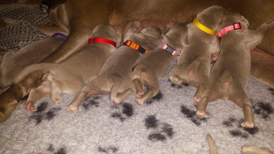 Miot A — Puppies Weimaraners Litter A/7 Days