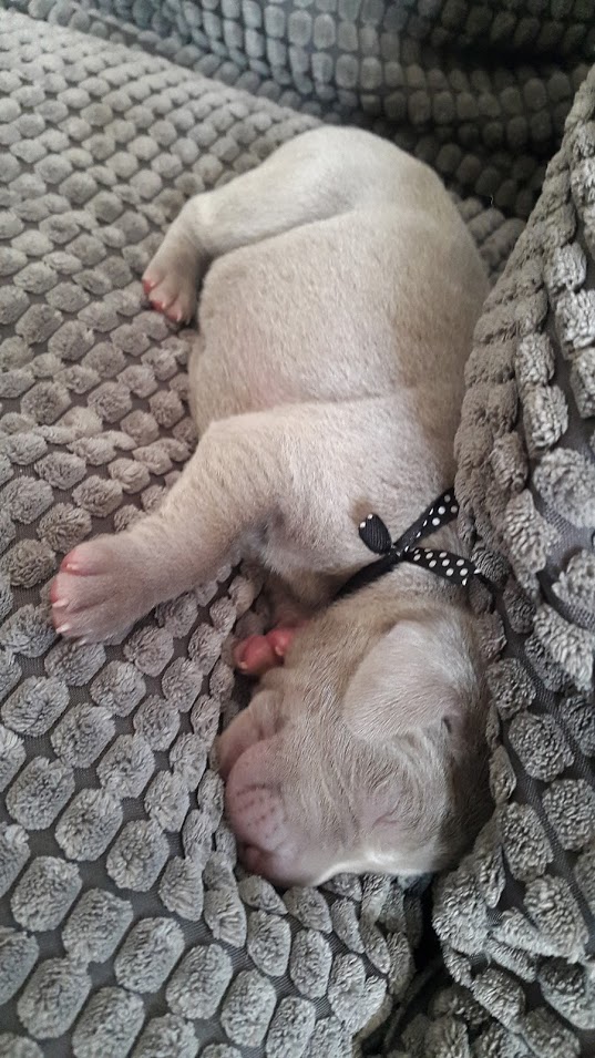 Miot A — Puppies Weimaraners Litter A/7 Days