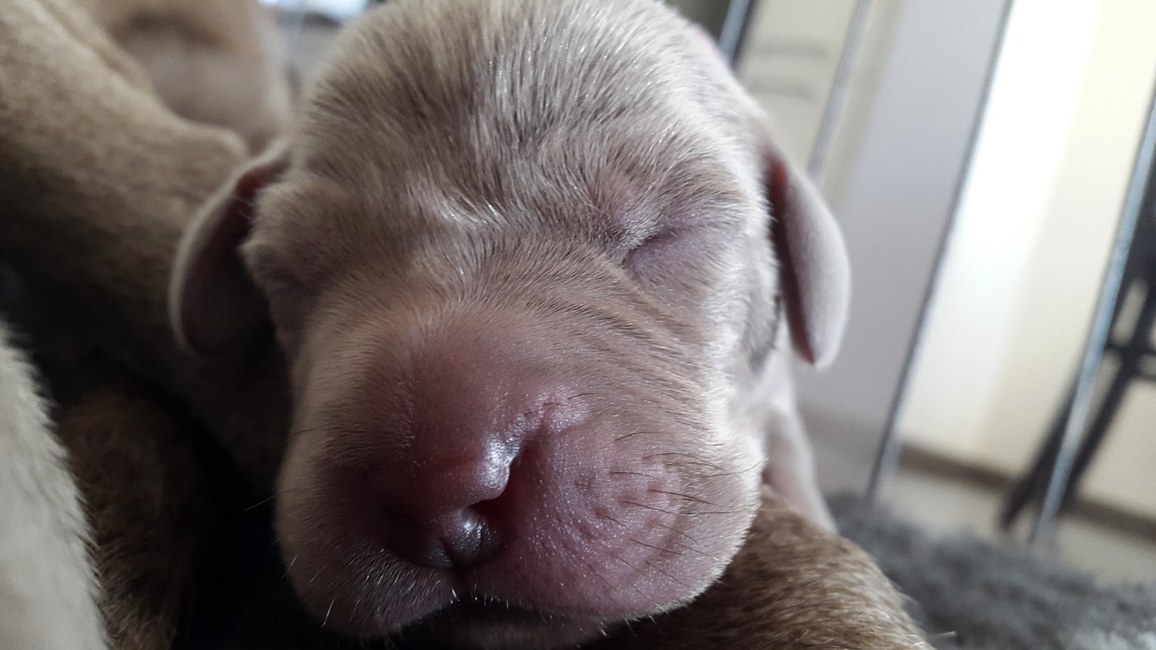 Miot A — Puppies Weimaraners Litter A/7 Days