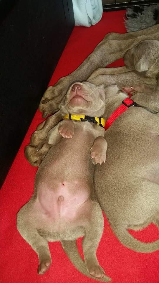 Miot A — Puppies Weimaraners Litter A/7 Days