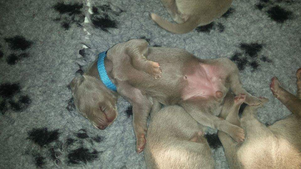 Miot A — Puppies Weimaraners Litter A/7 Days