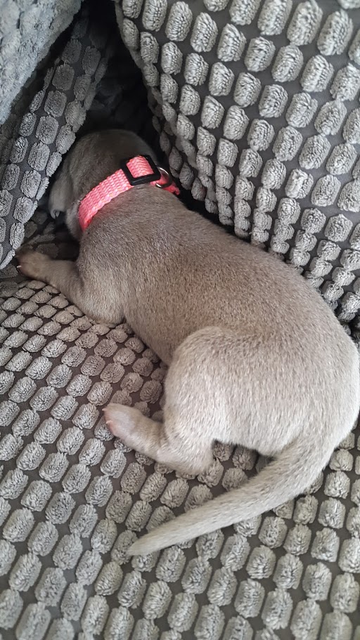 Miot A — Puppies Weimaraners Litter A/7 Days