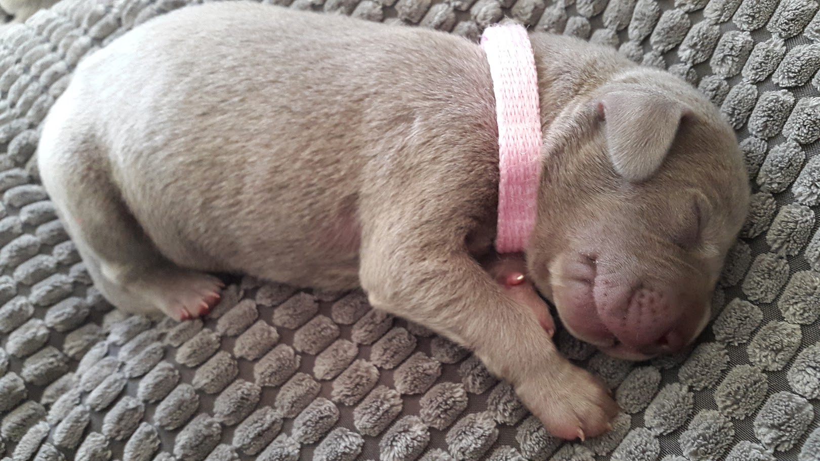 Miot A — Puppies Weimaraners Litter A/7 Days