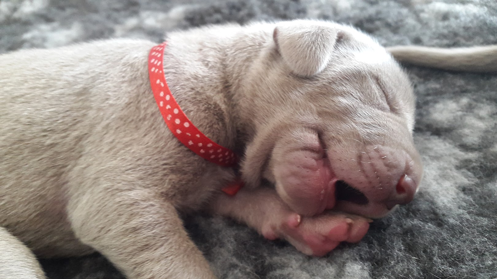 Miot A — Puppies Weimaraners Litter A/7 Days