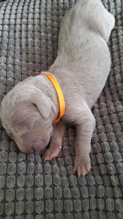 Miot A — Puppies Weimaraners Litter A/7 Days