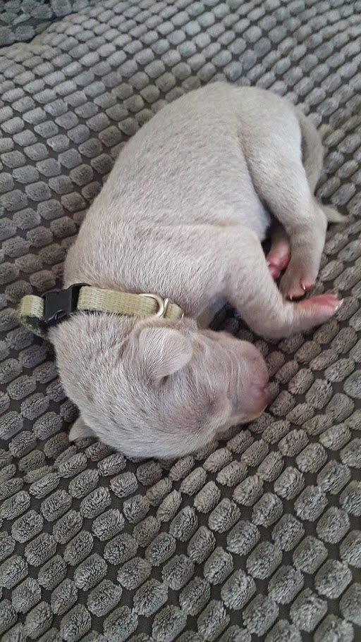 Miot A — Puppies Weimaraners Litter A/7 Days