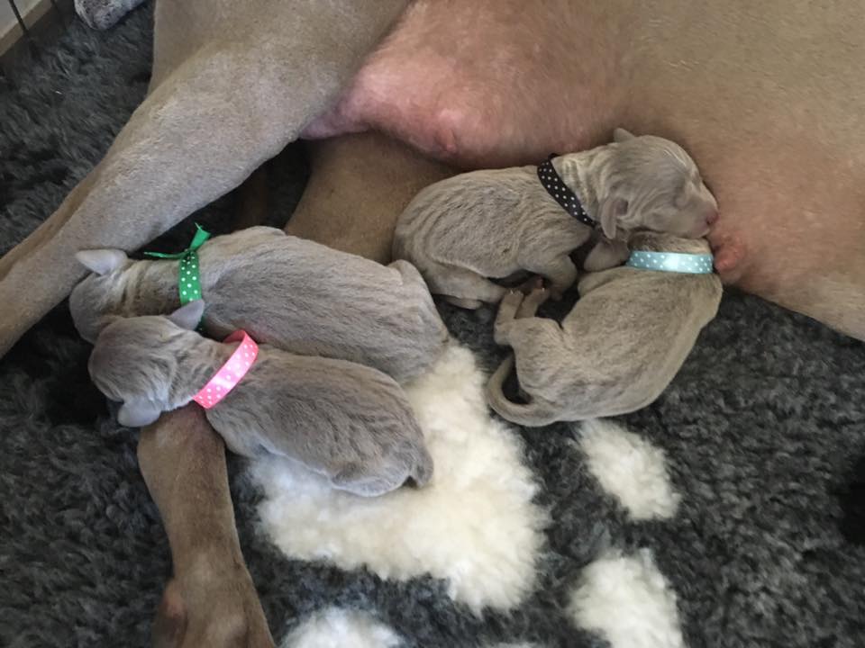 Miot B — Litter B Alive Silver Weimaraner 20Th Of July 2016 Malina Red