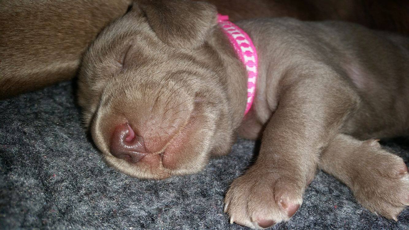 Miot B — Litter B Alive Silver Weimaraner 20Th Of July 2016 Malina Red