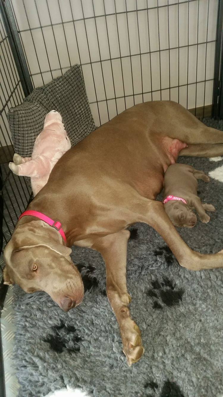 Miot B — Litter B Alive Silver Weimaraner 20Th Of July 2016 Malina Red