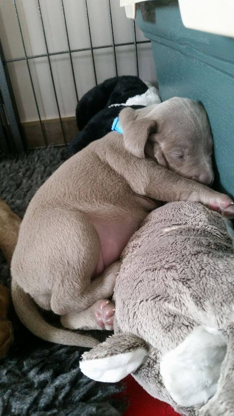 Miot B — Litter B Alive Silver Weimaraner 20Th Of July 2016 Malina Red