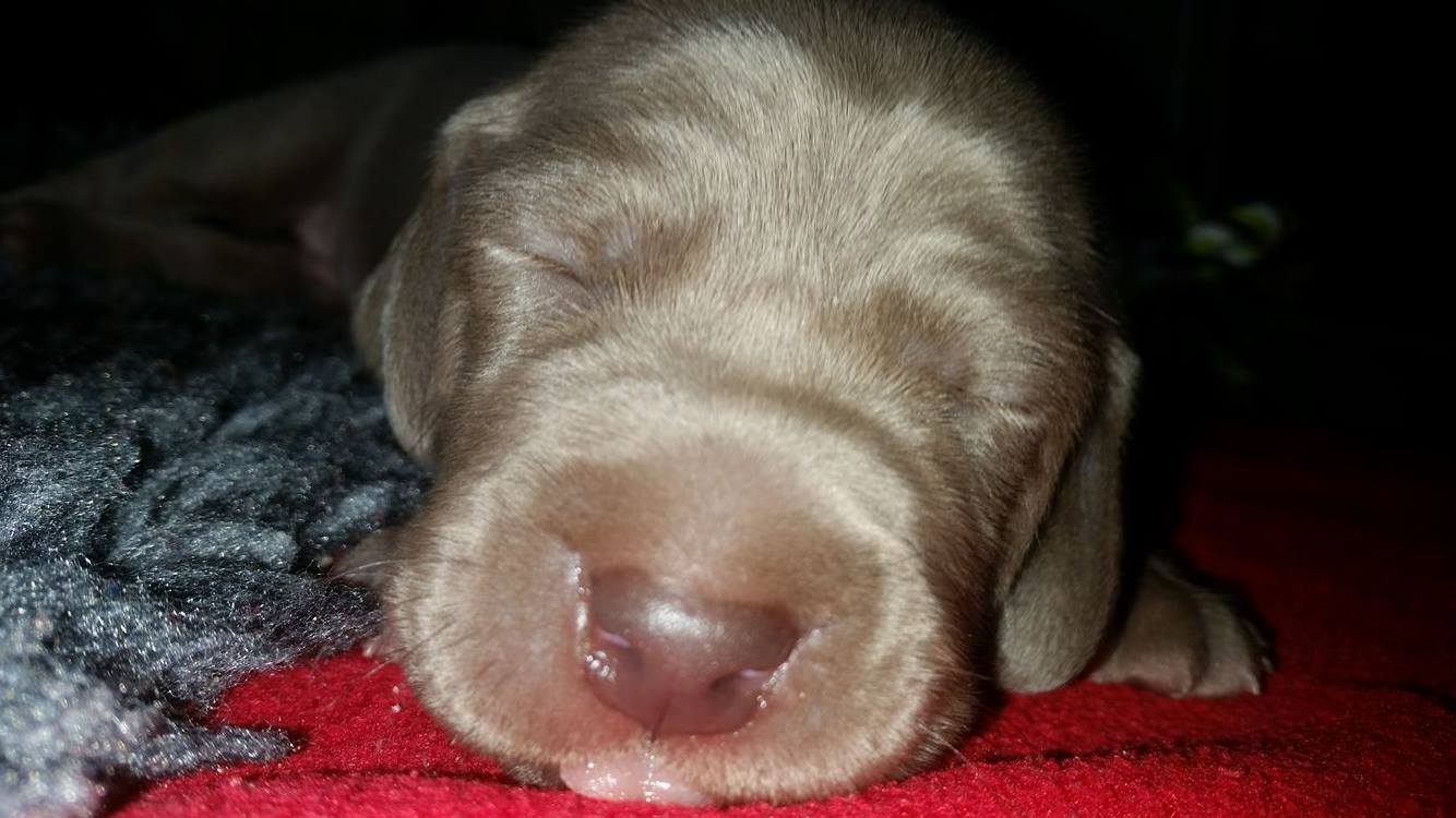 Miot B — Litter B Alive Silver Weimaraner 20Th Of July 2016 Malina Red