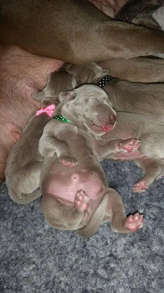 Miot B — Litter B Alive Silver Weimaraner 20Th Of July 2016 Malina Red