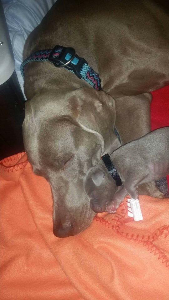 Miot B — Litter B Alive Silver Weimaraner 20Th Of July 2016 Malina Red