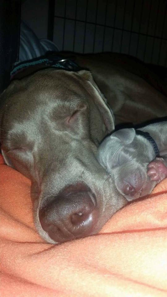 Miot B — Litter B Alive Silver Weimaraner 20Th Of July 2016 Malina Red