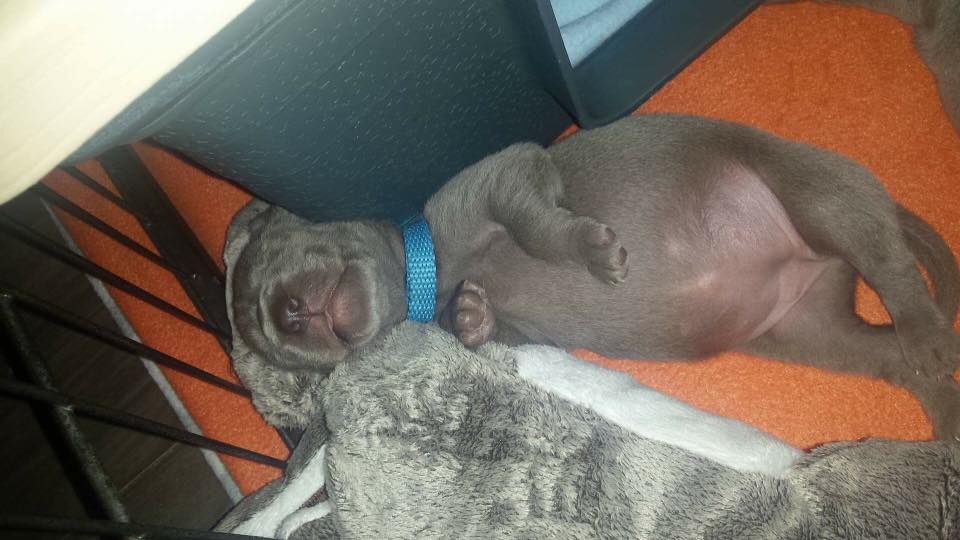 Miot B — Litter B Alive Silver Weimaraner 20Th Of July 2016 Malina Red