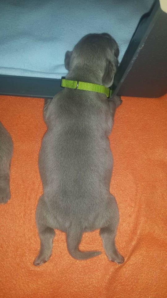 Miot B — Litter B Alive Silver Weimaraner 20Th Of July 2016 Malina Red