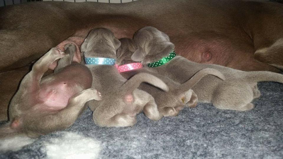 Miot B — Litter B Alive Silver Weimaraner 20Th Of July 2016 Malina Red