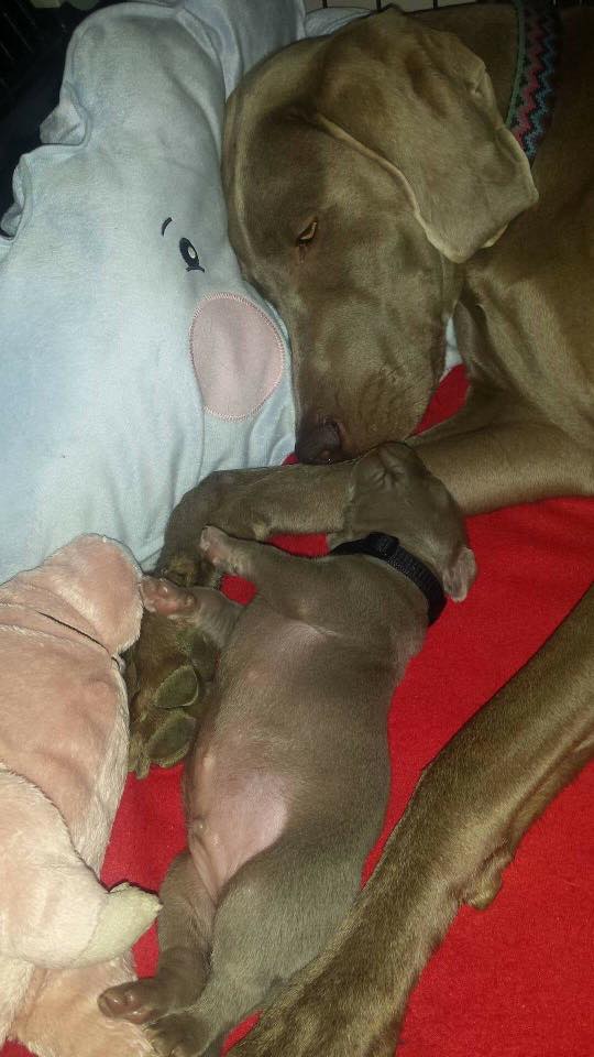 Miot B — Litter B Alive Silver Weimaraner 20Th Of July 2016 Malina Red