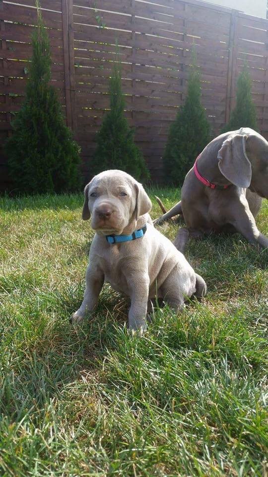 Miot B — Litter B Alive Silver Weimaraner 20Th Of July 2016 Malina Red