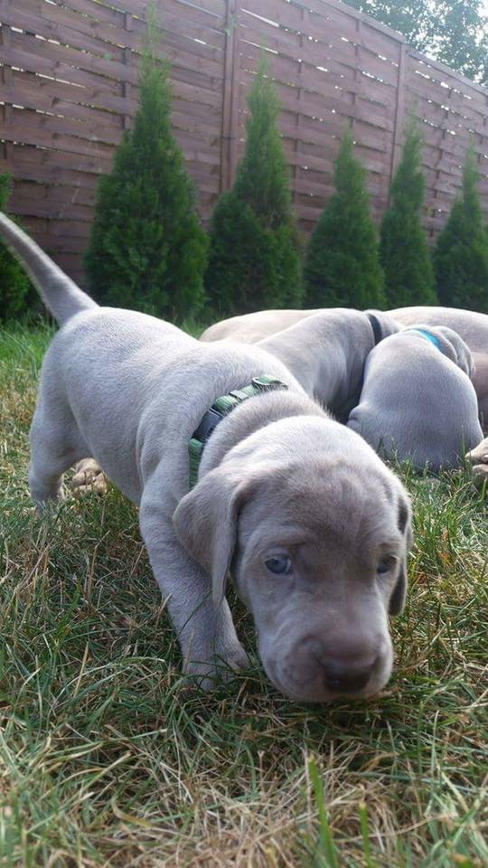 Miot B — Litter B Alive Silver Weimaraner 20Th Of July 2016 Malina Red