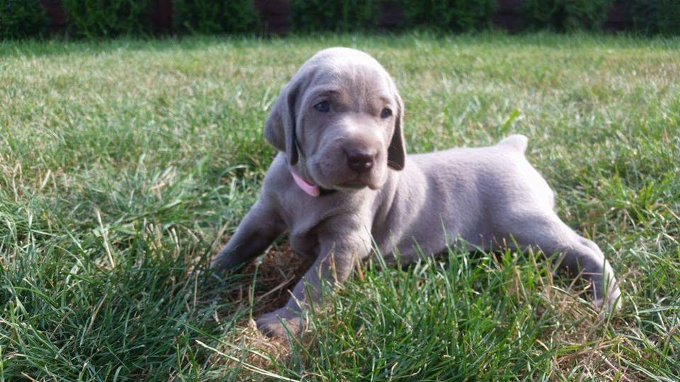 Miot B — Litter B Alive Silver Weimaraner 20Th Of July 2016 Malina Red