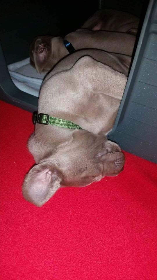 Miot B — Litter B Alive Silver Weimaraner 20Th Of July 2016 Malina Red