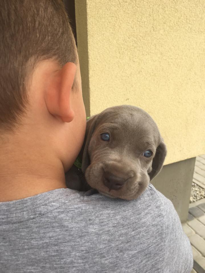 Miot B — Litter B Alive Silver Weimaraner 20Th Of July 2016 Malina Red