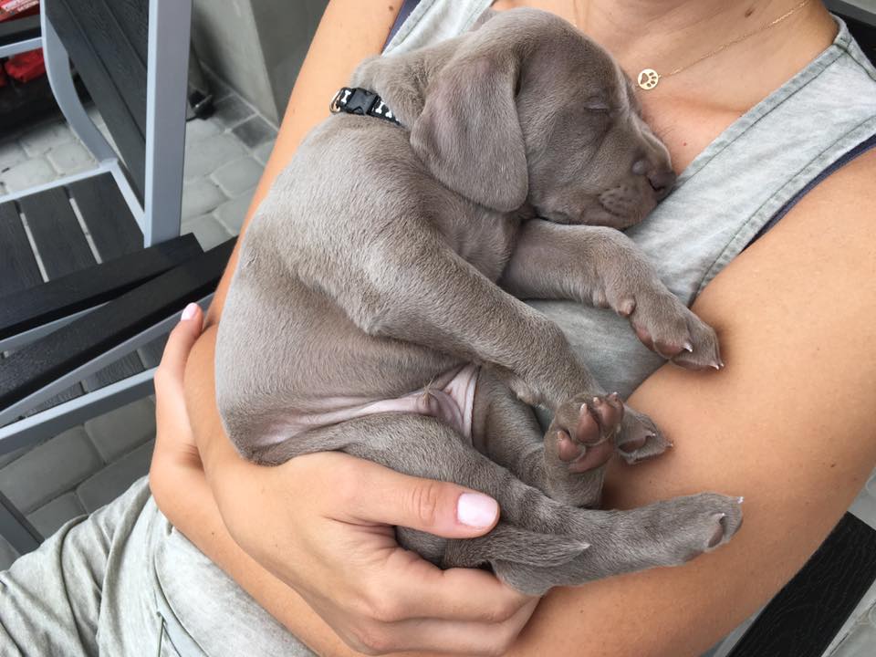Miot B — Litter B Alive Silver Weimaraner 20Th Of July 2016 Malina Red