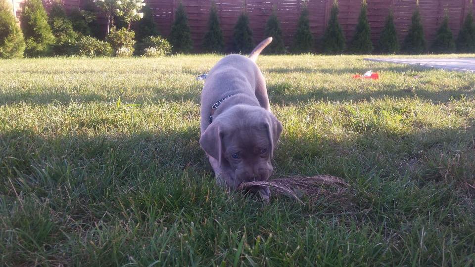Miot B — Litter B Alive Silver Weimaraner 20Th Of July 2016 Malina Red