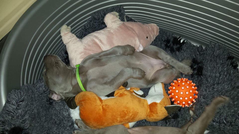 Miot B — Litter B Alive Silver Weimaraner 20Th Of July 2016 Malina Red