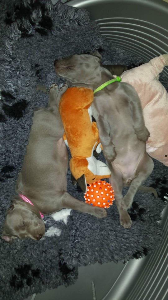Miot B — Litter B Alive Silver Weimaraner 20Th Of July 2016 Malina Red
