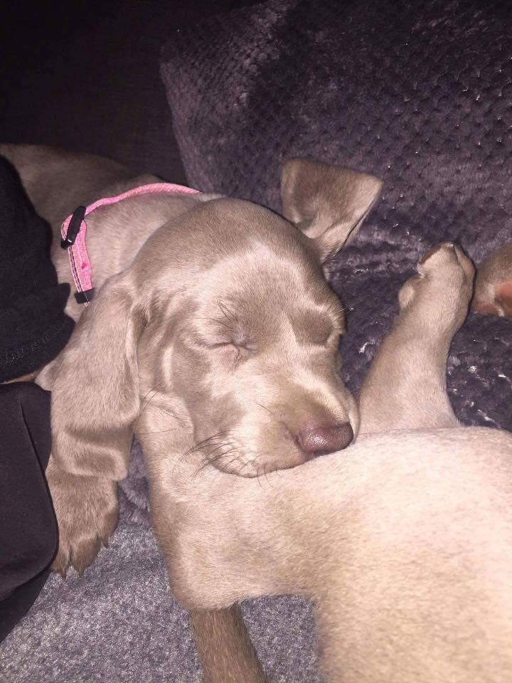 Miot B — Litter B Alive Silver Weimaraner 20Th Of July 2016 Malina Red