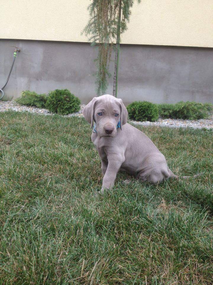 Miot B — Litter B Alive Silver Weimaraner 20Th Of July 2016 Malina Red