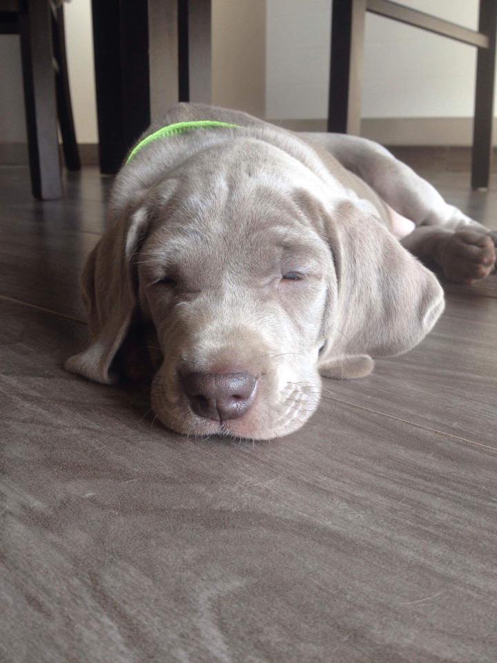Miot B — Litter B Alive Silver Weimaraner 20Th Of July 2016 Malina Red