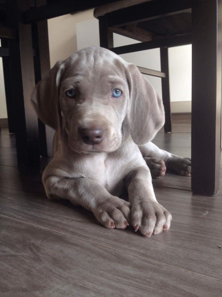 Miot B — Litter B Alive Silver Weimaraner 20Th Of July 2016 Malina Red