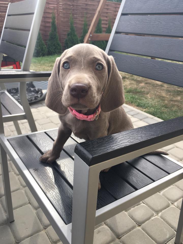 Miot B — Litter B Alive Silver Weimaraner 20Th Of July 2016 Malina Red
