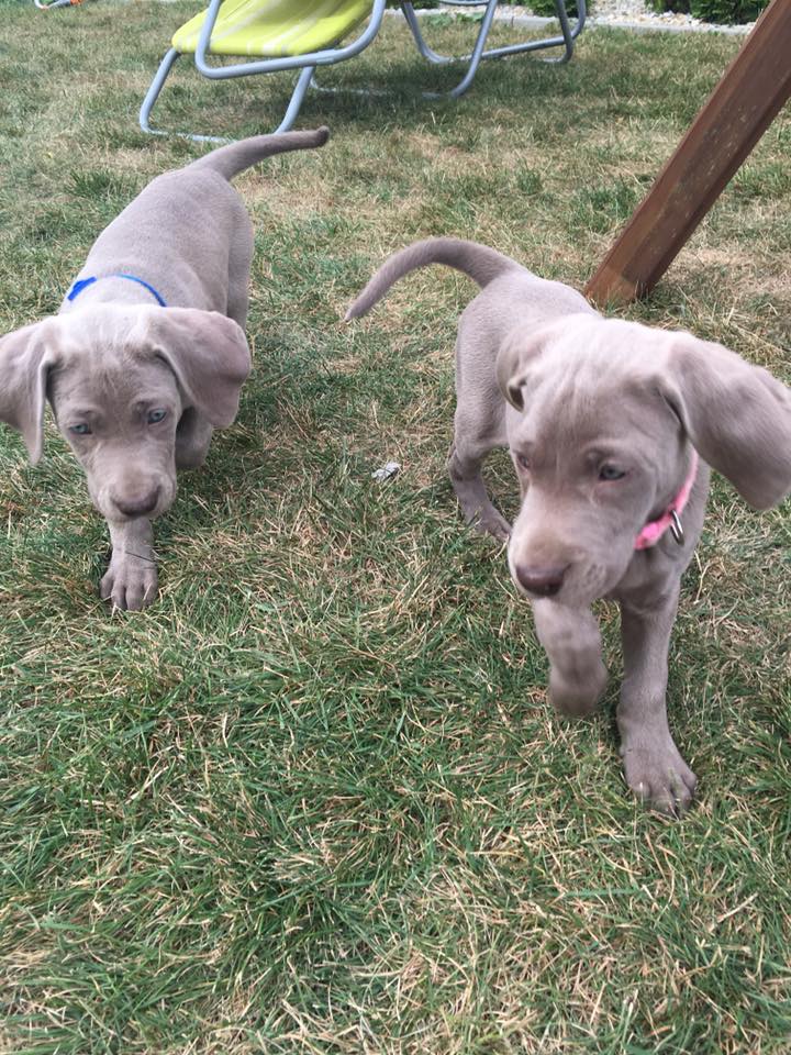 Miot B — Litter B Alive Silver Weimaraner 20Th Of July 2016 Malina Red